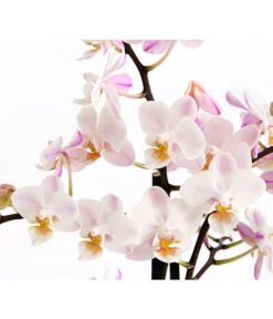 Duft-Orchidee - Phalaenopsis-Hybride 'Flacon Solaire' 11 Duft-Orchidee - Phalaenopsis-Hybride 'Flacon Solaire' -Biohort || LECHUZA Verkaufsgeschäft 8257909 WE DE 002 SchmetterlingsorchideePhalaenopsisDuftT12DehnerExpressHerzig