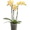 Duft-Orchidee - Phalaenopsis-Hybride 'Flacon Solaire' -Biohort || LECHUZA Verkaufsgeschäft 8257909 we FS 001 SchmetterlingsorchideePhalaenopsisDuftT12DehnerExpressHerzig