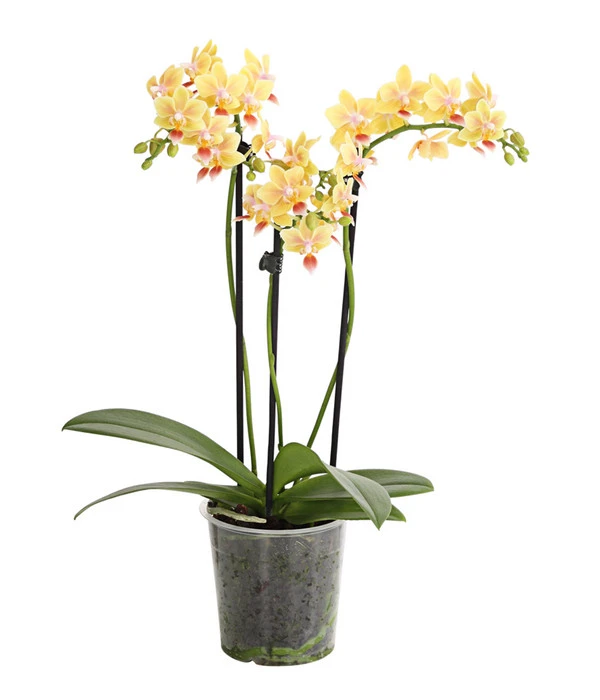 Duft-Orchidee - Phalaenopsis-Hybride 'Flacon Solaire' 3 Duft-Orchidee - Phalaenopsis-Hybride 'Flacon Solaire'
