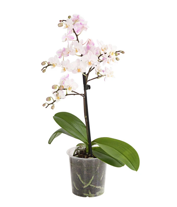 Duft-Orchidee - Phalaenopsis-Hybride 'Flacon Solaire' 4 Duft-Orchidee - Phalaenopsis-Hybride 'Flacon Solaire' – Bild 2