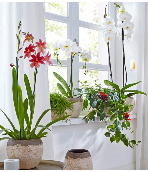 Schmetterlingsorchidee - Phalaenopsis Cultivars, Großblütig 5 Schmetterlingsorchidee - Phalaenopsis Cultivars, Großblütig – Bild 3