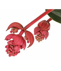 Medinille - Medinilla Magnifica 'Flamenco' -Biohort || LECHUZA Verkaufsgeschäft 8266116 PR DE 001 MedinillaFlamencoMedinillaMagnificaT17DehnerExpressHerzig