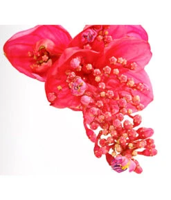 Medinille - Medinilla Magnifica 'Flamenco' -Biohort || LECHUZA Verkaufsgeschäft 8266116 PR DE 002 MedinillaMagnificaFlamencoDehnerExpressHerzig