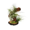 Tillandsien-Arrangement Auf Wurzelbaum - Tillandsia Hybride, 5-teilig 2 Tillandsien-Arrangement Auf Wurzelbaum - Tillandsia Hybride, 5-teilig -Biohort || LECHUZA Verkaufsgeschäft 8270308 WE FS 001 TillandsienAufWurzelbaum