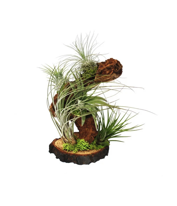 Tillandsien-Arrangement Auf Wurzelbaum - Tillandsia Hybride, 5-teilig 3 Tillandsien-Arrangement Auf Wurzelbaum - Tillandsia Hybride, 5-teilig
