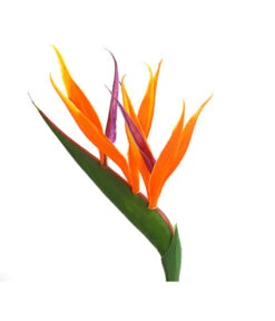 Paradiesvogelblume -Biohort || LECHUZA Verkaufsgeschäft 8276446 WE DE 001 StrelitziaReginaeParadiesvogelblumeDehnerExpressHerzig