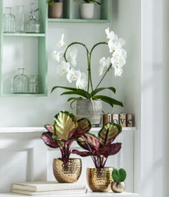 Dehner Beton-Übertopf Nola, Rund, Grau-kupfer -Biohort || LECHUZA Verkaufsgeschäft 8280505 WE MO 001 PhalaenopsisHerzT12