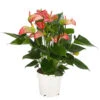 Flamingoblume - Anthurium Andreanum 'Livium' 2 Flamingoblume - Anthurium Andreanum 'Livium' -Biohort || LECHUZA Verkaufsgeschäft 8281909 PR FS 001 AnthuriumLiviumT14DehnerExpressHerzig