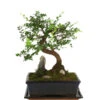 Bonsai Mit Fels In Keramik -Biohort || LECHUZA Verkaufsgeschäft 8283665 WE FS 001 BonsaiMitFelsInKeramik 02