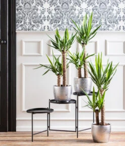 Titelseite 14 Titelseite -Biohort || LECHUZA Verkaufsgeschäft 8286114 WE MO 001 Yucca Monatspflanze Dez2021