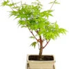 Outdoor-Bonsai Ahorn - Acer Palmatum