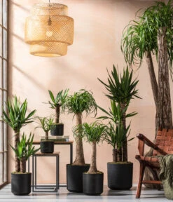 Yucca-Palme - Yucca Elephantipes -Biohort || LECHUZA Verkaufsgeschäft 8286429 8286114 8532624 8532624 8207961 8705634 WE MO 001 YuccaundBeaucarnea