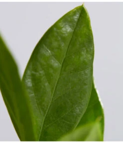 Glücksfeder - Zamioculcas Zamiifolia -Biohort || LECHUZA Verkaufsgeschäft 8287716 PR DE 001 GluecksfederZamioculcasZamiifoliaT11DehnerExpressZS