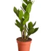 Glücksfeder - Zamioculcas Zamiifolia -Biohort || LECHUZA Verkaufsgeschäft 8287716 PR FS 001 GluecksfederZamioculcasZamiifoliaT11DehnerExpressZS