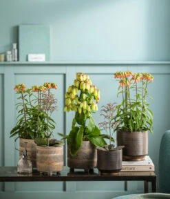 Kalanchoe - Kalanchoe Humilis 'Desert Surprise' -Biohort || LECHUZA Verkaufsgeschäft 8292807 WE MO 001 KalanchoeMagicBellsT14 TOK Kalanchoe GC11 2022