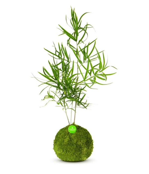 Kibonu Zierspargel - Asparagus Cultivars 'Mahira' 3 Kibonu Zierspargel - Asparagus Cultivars 'Mahira'