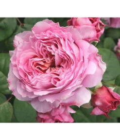 Nostalgie®-Edelrose 'Eisvogel®' -Biohort || LECHUZA Verkaufsgeschäft 8294977 PR DE 013 NostalgieEdelroseEisvogelTantau