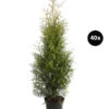 14 Meter Lebensbaum 'Brabant', 40 X Ca. 80-100 Cm -Biohort || LECHUZA Verkaufsgeschäft 8295172 WE FS 001 LebensbaumThujsaOccidentalisBrabant40x