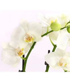 Midi Schmetterlingsorchidee - Phalaenopsis Cultivars, Weiß -Biohort || LECHUZA Verkaufsgeschäft 8295297 WE DE 001 SchmetterlingsorchideePhalaenopsisHybrideTableDance2TrieberDehnerExpressHerzig