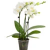 Midi Schmetterlingsorchidee - Phalaenopsis Cultivars, Weiß -Biohort || LECHUZA Verkaufsgeschäft 8295297 WE FS 001 SchmetterlingsorchideePhalaenopsisHybrideTableDance2TrieberDehnerExpressHerzig