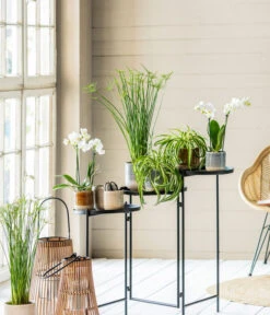 Midi Schmetterlingsorchidee - Phalaenopsis Cultivars, Weiß -Biohort || LECHUZA Verkaufsgeschäft 8295297 WE MO 001 PhalaenopsisMidiWeissCyperusGC052021