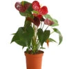 Große Flamingoblume - Anthurium Andreanum 'Otazu' -Biohort || LECHUZA Verkaufsgeschäft 8297137 WE FS 001 FlamingoblumeAnthuriumOtazuT14DehnerExpressHerzig