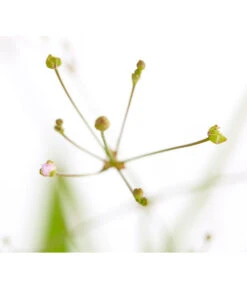 Gemeiner Froschlöffel -Biohort || LECHUZA Verkaufsgeschäft 8310245 WE DE 001 AlismaPlantagoAquaticaDehnerExpressZS