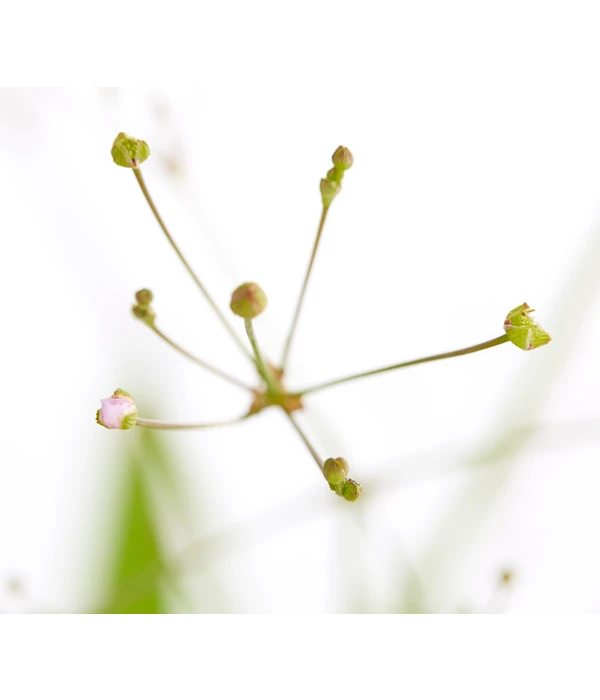 Gemeiner Froschlöffel – Bild 4