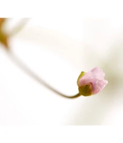 Gemeiner Froschlöffel -Biohort || LECHUZA Verkaufsgeschäft 8310245 WE DE 002 AlismaPlantagoAquaticaDehnerExpressZS