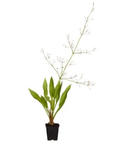 Gemeiner Froschlöffel -Biohort || LECHUZA Verkaufsgeschäft 8310245 WE FS 001 AlismaPlantagoAquaticaDehnerExpressZS