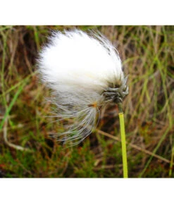 Schmalblättriges Wollgras -Biohort || LECHUZA Verkaufsgeschäft 8311383 BildFS 001 SchmalblaettrigesWollgrasEriophorumAngustifolium