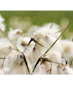 Schmalblättriges Wollgras