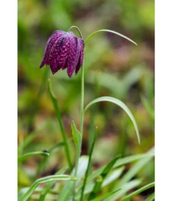 Schachbrettblume - Kibitzei -Biohort || LECHUZA Verkaufsgeschäft 8311722 WE MO 001 FritillariaMeleagrisSchachbrettblumeLucknerMai2015