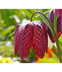 Schachbrettblume - Kibitzei