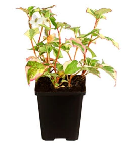 Chamäleonpflanze - Buntblatt - Eidechsenschwanz -Biohort || LECHUZA Verkaufsgeschäft 8311862 WE FS 001 ChamaeleonpflanzeHouttuyniaCordataT9DehnerExpressHerzig