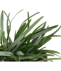 Moor-Blaugras -Biohort || LECHUZA Verkaufsgeschäft 8316242 WE DE 003 SesleriaCaeruleaMoorBlaugras