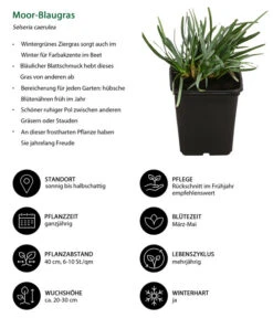 Moor-Blaugras -Biohort || LECHUZA Verkaufsgeschäft 8316242 WE IG 001 MoorBlaugras