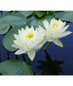 Dehner Seerose 'Gonnere'