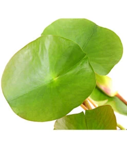 Dehner Seerose 'Attraction' -Biohort || LECHUZA Verkaufsgeschäft 8316416 WE DE 001 SeeroseNymphaeaAttractionT11DehnerExpressHerzig