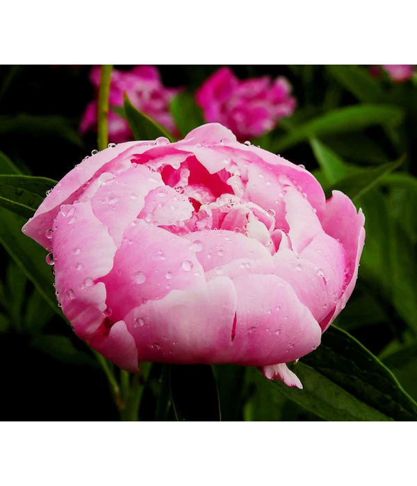 Pfingstrose 3 Pfingstrose