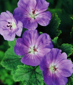 Storchschnabel 'Rozanne®' -Biohort || LECHUZA Verkaufsgeschäft 8361115 WE FS 005 StorchschnabelRozanneGeraniumRozanne