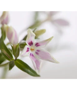 Teppich-Phlox 7 Teppich-Phlox -Biohort || LECHUZA Verkaufsgeschäft 8363798 PR DE 001 PhloxDouglasiGestreiftT9DehnerExpressZS