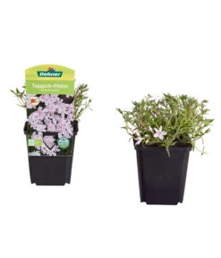 Teppich-Phlox 6 Teppich-Phlox -Biohort || LECHUZA Verkaufsgeschäft 8363798 PR FS 002 PhloxDouglasiGestreiftT9DehnerExpressZS