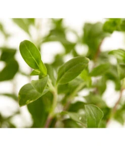 Rotes Teppich-Seifenkraut 5 Rotes Teppich-Seifenkraut -Biohort || LECHUZA Verkaufsgeschäft 8364747 WE DE 001 SeifenkrautSaponariaOcymoidesSeifenkrautT9DehnerExpressZS