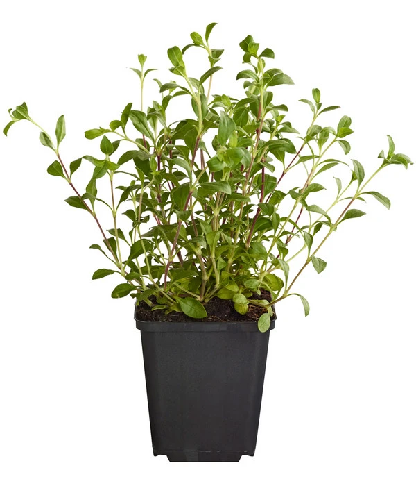 Rotes Teppich-Seifenkraut 3 Rotes Teppich-Seifenkraut