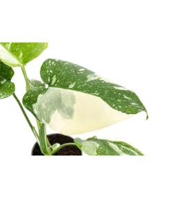 Fensterblatt - Monstera Deliciosa 'Thai Constellation', Panaschiert -Biohort || LECHUZA Verkaufsgeschäft 8402034 WE DE 001 MonsteraThaiConstellationT6