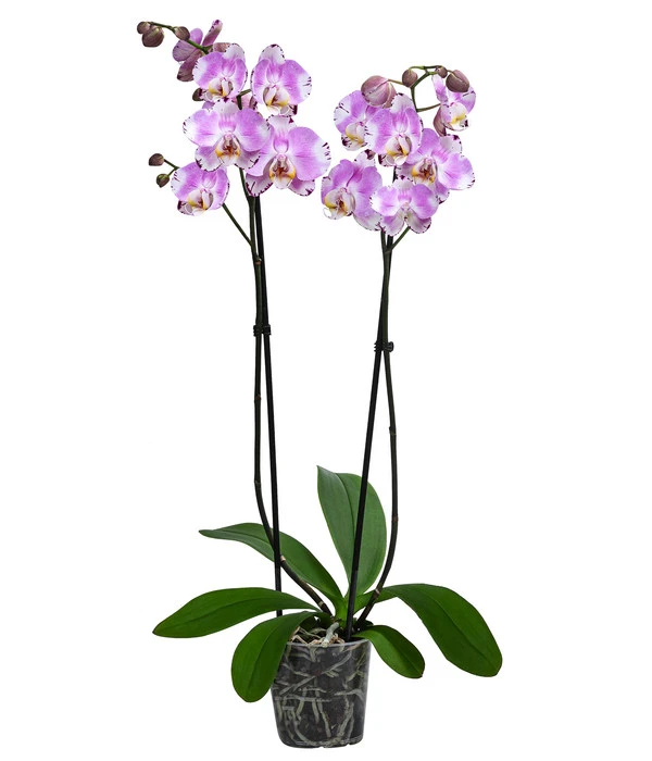 Schmetterlingsorchidee - Phalaenopsis Cultivars 'Art Nouveau' 3 Schmetterlingsorchidee - Phalaenopsis Cultivars 'Art Nouveau'
