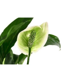 Einblatt - Spathiphyllum 'Mont Blanc', Hydrokultur 6 Einblatt - Spathiphyllum 'Mont Blanc', Hydrokultur -Biohort || LECHUZA Verkaufsgeschäft 8416703 WE DE 001 SpathiphyllumMontBlancHydroT19