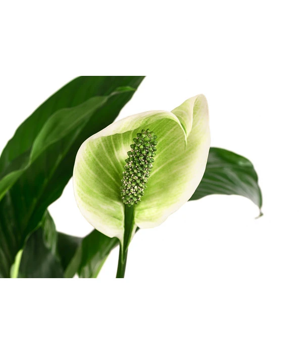 Einblatt - Spathiphyllum 'Mont Blanc', Hydrokultur 4 Einblatt - Spathiphyllum 'Mont Blanc', Hydrokultur – Bild 2