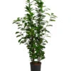 Lorbeer-Feige - Ficus Microcarpa 'Moclame', Hydrokultur -Biohort || LECHUZA Verkaufsgeschäft 8416927 WE FS 001 FicusMicrocarpaMoclameHydroT18 19BirkenfeigeDehnerExpressHerzig